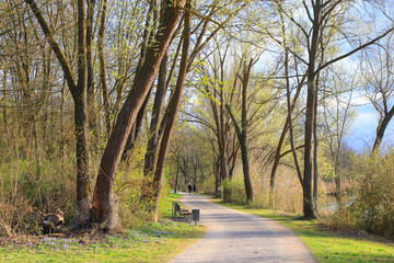Peaceful Spring Walk Along Idyllic Country Road Near Danube Lake in Regensburg