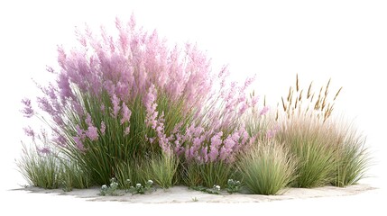 Pink pampas grass and ornamental plants on white background, natural landscape composition, boho floral decor, soft pastel aesthetic