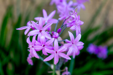 Close-up of vibrant purple flowers of the Tulbaghia violacea, also known as society garlic, blooming in sunlight. 