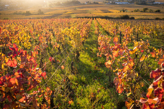 vignoble, vignes aux couleurs chaudes de l'automne en C&ocirc;te d'Or en Bourgogne, vignoble de la c&ocirc;te de Beaune, grands crus que sont le corton et le corton-charlemagne, Aloxe-Corton