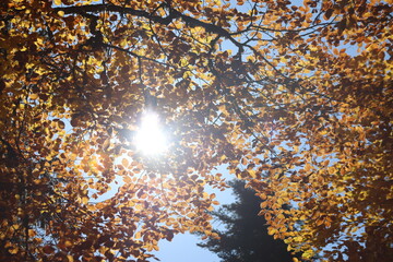 A branch of Fagus orientalis (Oriental Beech) tree with yellow-brown autumn leaves