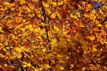 A branch of Fagus orientalis (Oriental Beech) tree with yellow-brown autumn leaves
