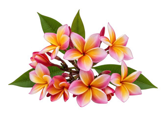 Obraz premium Plumeria flowers bloom with delicate petals in vibrant colors isolated on transparent background