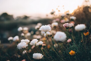 Beautiful White Flowers In Bloom At Golden Hour
