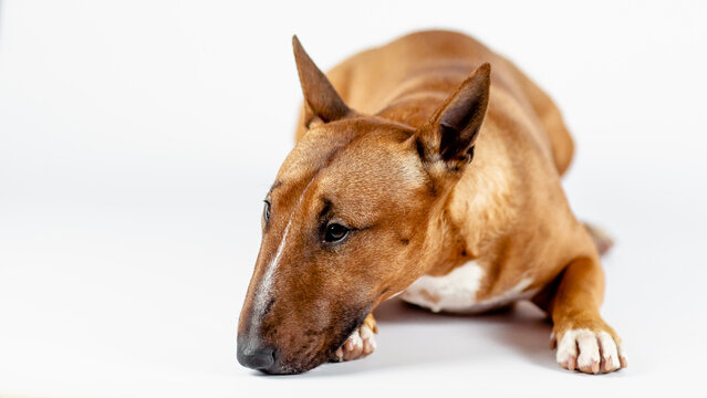 Sad Red bull terrier on a white background.