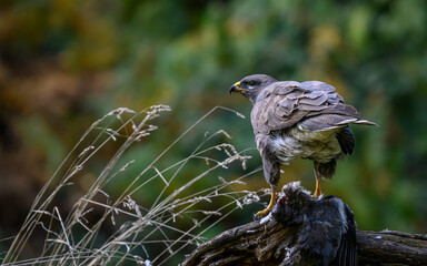 Buzzard on a tree stump eating its prey
