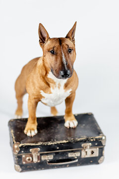 A bull terrier with a suitcase on a white background.