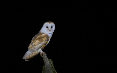 Barn owl on a branch at night