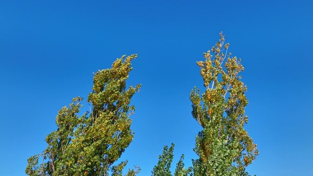 Two trees lean together under a serene sky, symbolizing love and unity in nature.