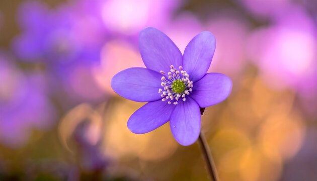 Close-up of a vibrant purple flower with five petals, soft lighting and blurry background, creating a tranquil atmosphere