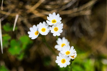 早池峰山に咲くヒメコザクラ