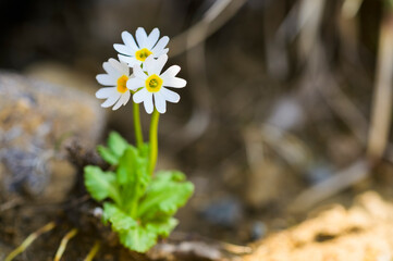早池峰山に咲くヒメコザクラ