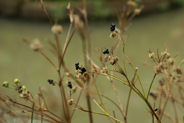 A closeup view of blackberry lily seeds.