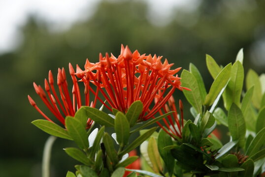 A closeup view of red ixora chinensis(Chinese ixoa).