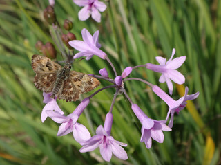 Mallow skipper (Carcharodus alceae) butterfly, male perching on society garlic flowers