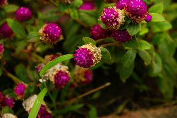 A closeup view of gomphrena globosa.
