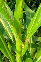 Fototapeta premium affected corn plant, Corn plants are affected by the fall army worm spodoptera frugiperda pest with holes in the leaves and brown powder,