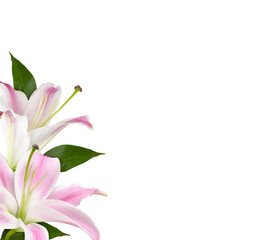 Pink and white lily flowers (buds) in a corner floral arrangement isolated on white or transparent...