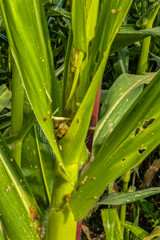 affected corn plant, Corn plants are affected by the fall army worm spodoptera frugiperda pest with holes in the leaves and brown powder,