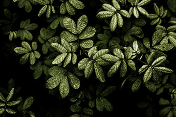 Abstract, moody pattern of dark green tropical leaves and lush foliage against a deep black background. solid black background. Solid black background.