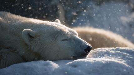 Sleeping polar bear under ethereal snowfall, embodying Arctic tranquility, World Ice Bear Day celebration, pristine wintry calmness theme