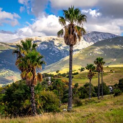 Fototapeta premium Scenic view of palm trees, mountains, and grassy terrain under cloudy sky