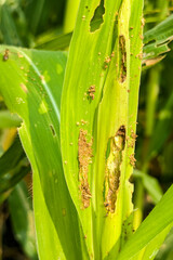 affected corn plant, Corn plants are affected by the fall army worm spodoptera frugiperda pest with holes in the leaves and brown powder,