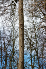 There are many holes in the tree trunk. The hollow.  Bird dwellings built in the hollow of a tree trunk
