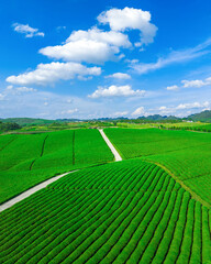 Aerial view of the beautiful green tea plantation on rolling hills in the countryside on a sunny day