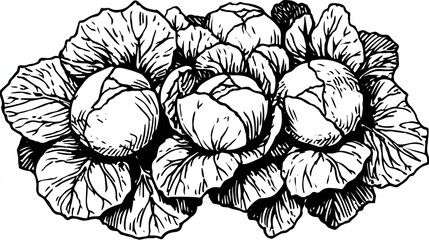 Black and white cabbage illustration fresh produce for food concepts