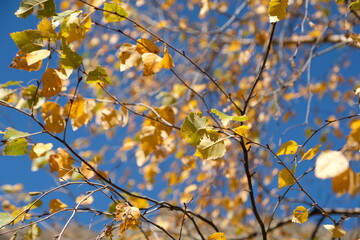 yellow maple leaves