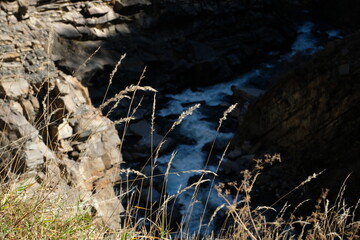 dry grass in the wind