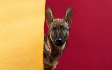 A wolfdog puppy peers out from behind a yellow and red fabric with one eye visible. The composition...