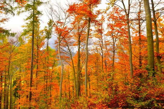 Orange autumn foliage in a temperate, deciduous, broadleaf beech forest