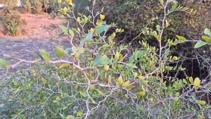 small berry of Ziziphus lotus which is a small deciduous tree in the buckthorn