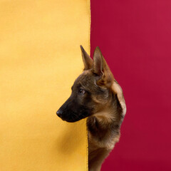 A young wolfdog peeks from behind a backdrop divided into red and yellow halves. The visual...