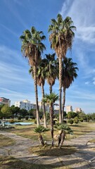 Park Scene with Californian and European Palms