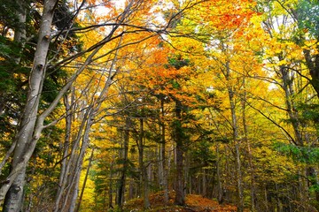 Conifer and broadleaf forest with beech and fir trees and yellow and orange autumn foliage