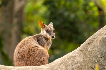 Brush-Tailed Rock-Wallaby Perched on Log at Currumbin Wildlife Sanctuary Queensland Australia © Frank