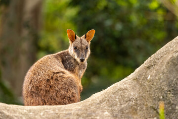 Brush-Tailed Rock-Wallaby Perched on Log at Currumbin Wildlife Sanctuary Queensland Australia © Frank