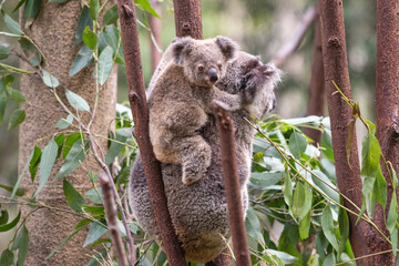 Mother Koala with Joey at Currumbin Wildlife Sanctuary Australia