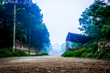 Overcast Path Lined with Trees, Scenic road in Redwood National Forest, Path way through the autumnal forest natural way concept, road to the forest.