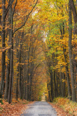 Kolorowa jesień w lesie na Śląsku, Polska. 