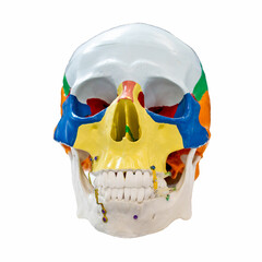 An artificial human skull painted with colored paints.
