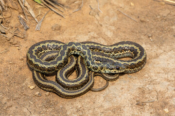 Fototapeta premium A mildly venomous spotted skaapsteker, also known as a spotted grass snake (Psammophylax rhombeatus) in a natural grassland, South Africa