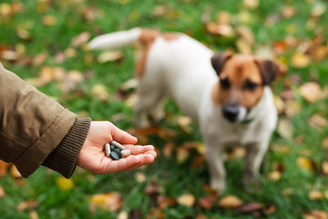 Pills for Dog from Autumn Allergy. Tablets for Jack Russell Terrier Outdoor.