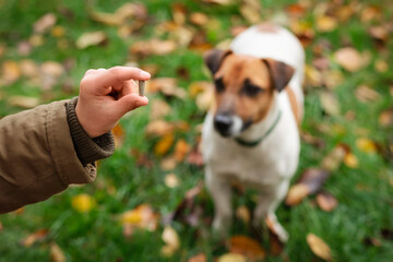 Pill Capsule for Dog Health. Give the Pill By Hand for Dog Jack Russel Terrier Outdoor in Autumn Fallen Leaves Background.