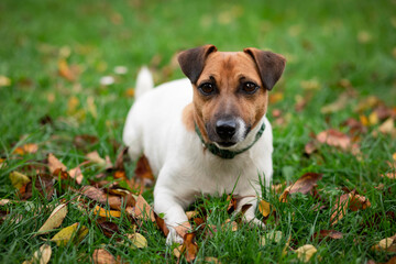 Dog Jack Russell Terrier Portrait Lying on Grass in Autumn Nature Background Outdoor. 