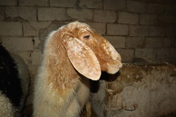Sheep infected with mange, showing lesions on ear, muzzle, and eye area. This zoonotic parasitic disease can affect humans. Ideal for veterinary medicine, education, and research on animal health.