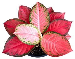 Overhead shot of a colorful leafy houseplant with pink and green hues